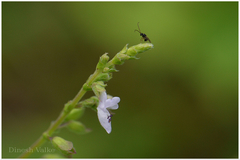 Plectranthus mollis